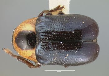 Media type: image; Entomology 9288   Aspect: habitus dorsal view